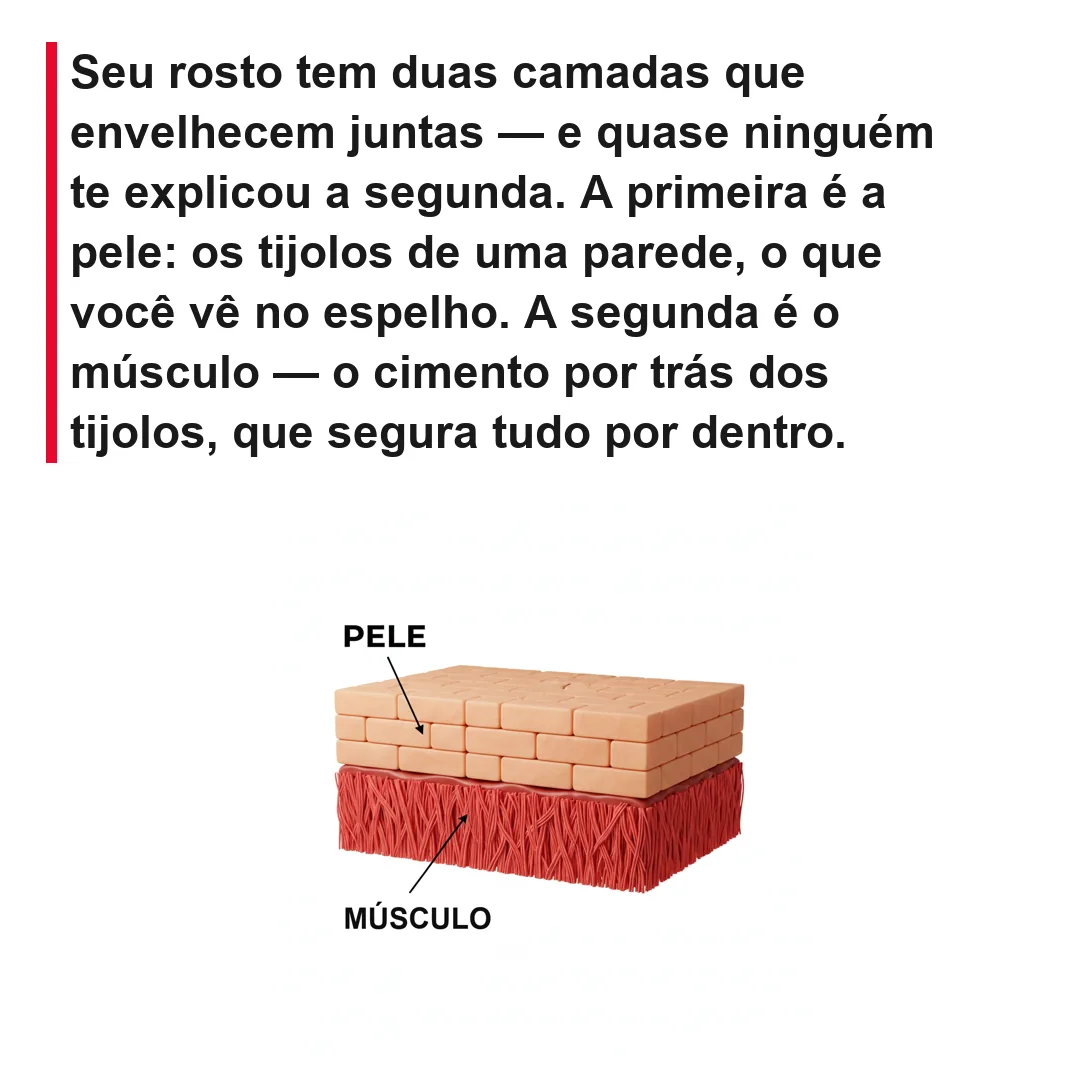 Pele = tijolo, músculo = cimento